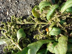 calyptridium monandrum